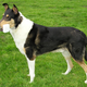 Smooth collie. Photo: Wikimedia